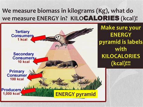 The Interplay of Kilocalories and Kilograms