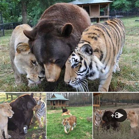 The Intriguing Bond Between the Lion and Dog: Unraveling a Remarkable Friendship