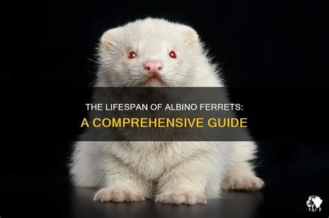 The Intriguing Lifespan of Ferrets: A Comprehensive Guide