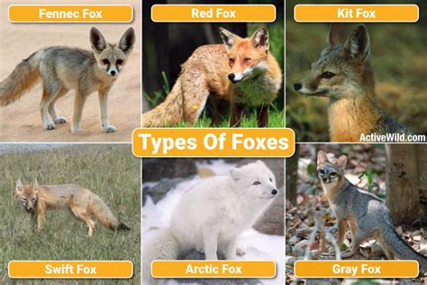 The Intriguing World of the Asian Fox: A Comprehensive Guide