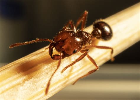 The Invasion of Fire Ants