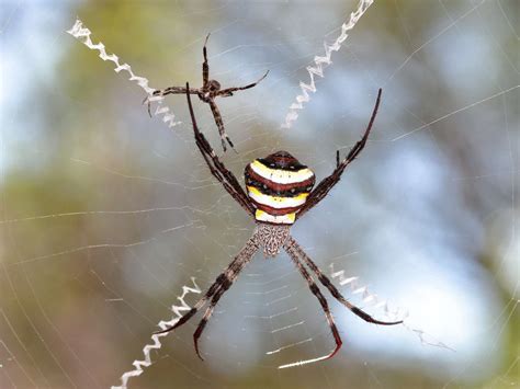 The Inverted Cross Spider: