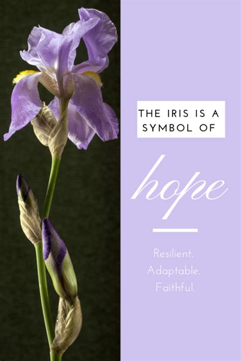 The Iris Canary: A Symbol of Hope and Resilience