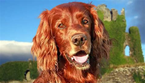 The Irish Setter: An Agile and Affectionate Companion