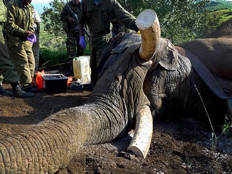 The Ivory Mayhem: Unveiling the Devastating Consequences of Elephant Poaching