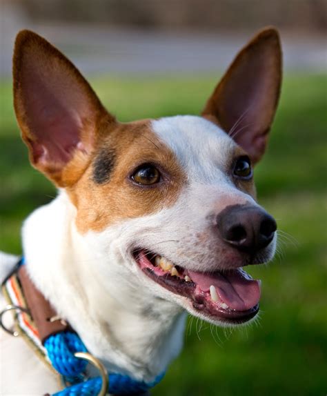 The Jack Russell Terrier Rat Terrier Mix: An Overview