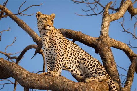 The Jalande Leopard: A Comprehensive Guide to Conservation and Preservation