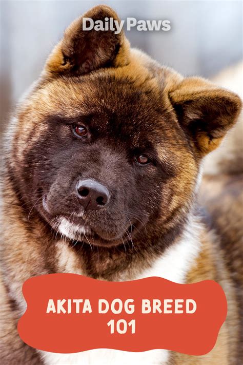 The Japanese Akita: A Legacy of Strength and Affection