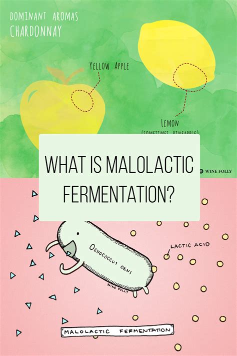 The Joy Of Malolactic Fermentation Purdue University 516134 PDF Doc