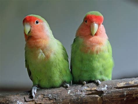 The Joyful Companionship of Peach-Faced Lovebirds: A Comprehensive Guide