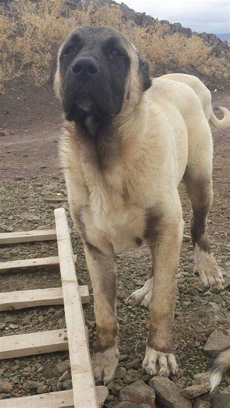 The Kangal Anatolian Shepherd: A Majestic Guardian of Livestock and Family