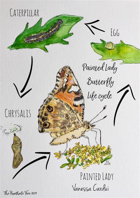 The Katara Painted Lady's Life Cycle