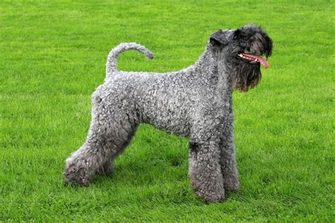 The Kerry Blue Terrier: A Comprehensive Guide to the Irish Working Terrier