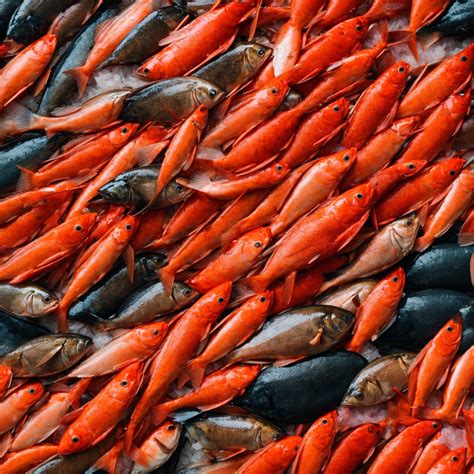 The King of Seafood Markets: A Comprehensive Guide to Purchasing the Freshest Fish