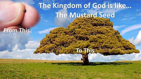 The Kingdom of God is Like a Mustard Seed