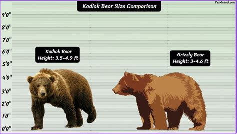 The Kodiak Bear: A Comprehensive Size Guide for Nature Enthusiasts and Bear Aficionados