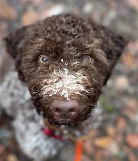 The Lagotto Romagnolo: Your Guide to the Water-Loving, Truffle-Hunting Canine