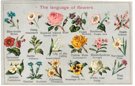 The Language of Flowers