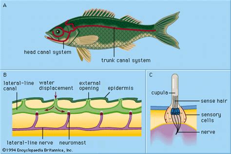 The Lateral Line System Epub