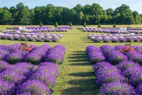 The Lavender Garden Beautiful Varieties to Grow and Gather Epub