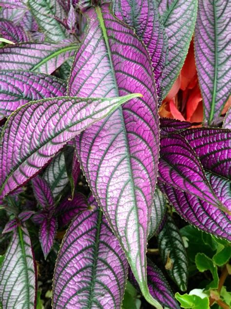 The LazyPurpleLeaf Plant: A Comprehensive Guide to Its Benefits, Uses, and Cultivation