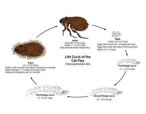 The Life Cycle of a Flea