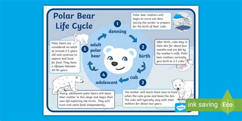 The Life Cycle of a Polar Bear (Life Cycle) Epub