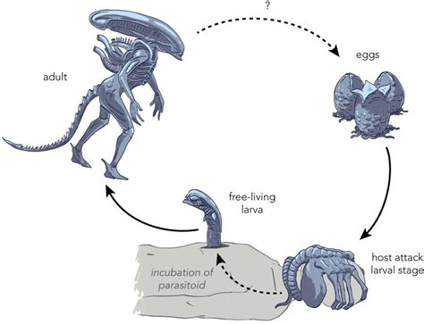 The Life Cycle of the Carrier Xenomorph