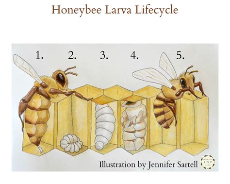 The Life of the Bee -1901 PDF