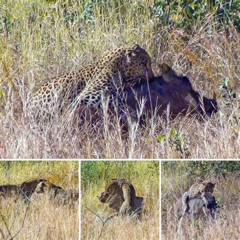 The Lion and the Dog: An Unlikely Bond of Love and Loyalty