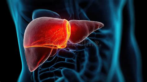 The Liver: A Vital Organ in Distress