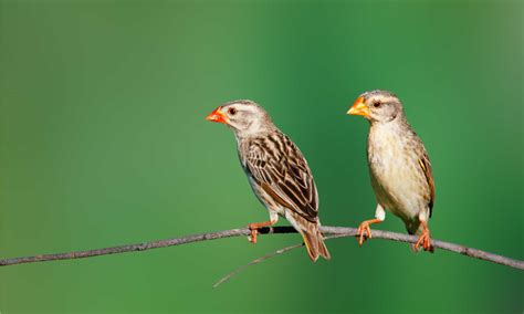 The Low Bird Reader