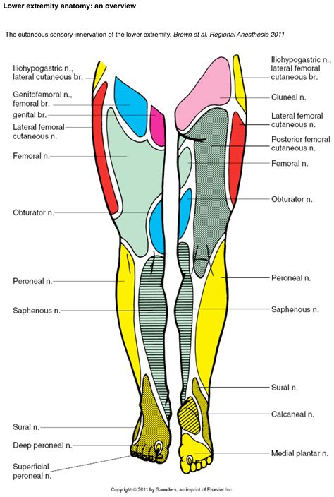 The Lower Extremity & Spine in Sports Medicene 2 Vols. 2nd Edition PDF