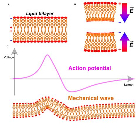 The MOL Matrix: A Comprehensive Guide to Lipid Bilayer Structure and Function