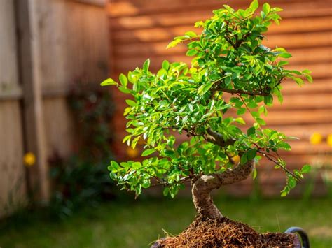 The Magic of Bonsai in Your Home