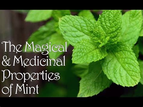 The Magic of Spearmint Love