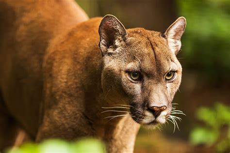 The Magnificent Canadian Cougar: Unveiling the Wonders of Nature's Apex Predator