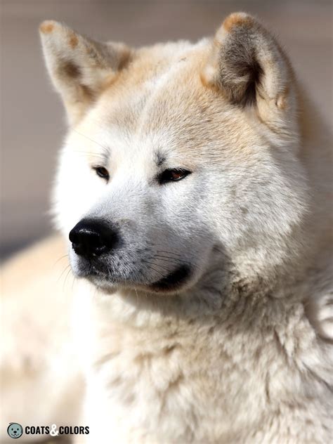 The Majestic Akita Inu: A Guide to the White Coat