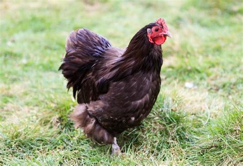 The Majestic Chocolate Orpington Rooster: A Comprehensive Guide