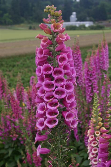 The Majestic Foxgloves: Thriving in the Wild