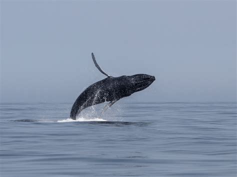 The Majestic Humpback Whales of Cape Town: An In-Depth Exploration