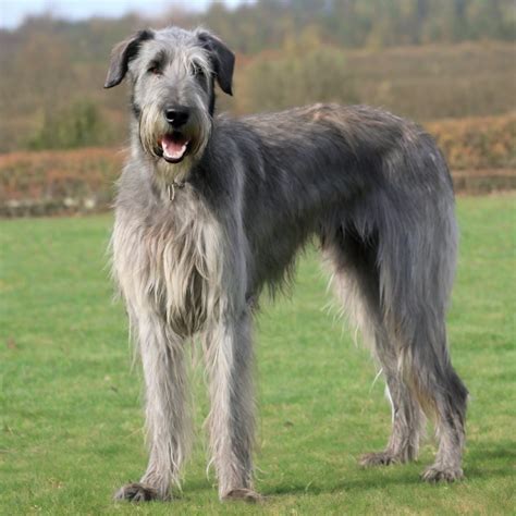 The Majestic Irish Wolfhound: Images and Insights into a Regal Breed