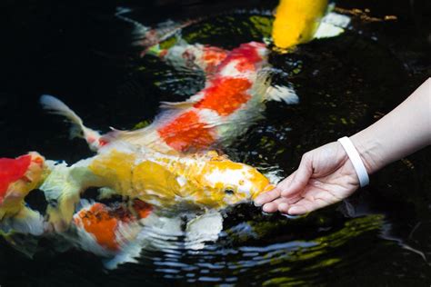 The Majestic Koi Grand: A Comprehensive Guide to the Art of Koi Keeping