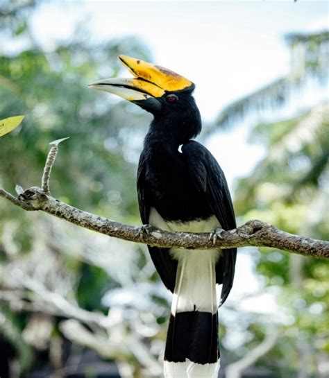 The Majestic Oriental Pied Hornbill: A Comprehensive Overview