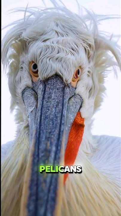 The Majestic Pelicans: Guardians of Aquatic Ecosystems