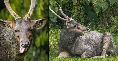 The Majestic Sambar Deer: An Enduring Legacy in Singapore's Woodlands