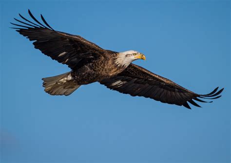 The Majestic Soaring Eagles: A Comprehensive Guide to Their Biology, Behavior, and Conservation