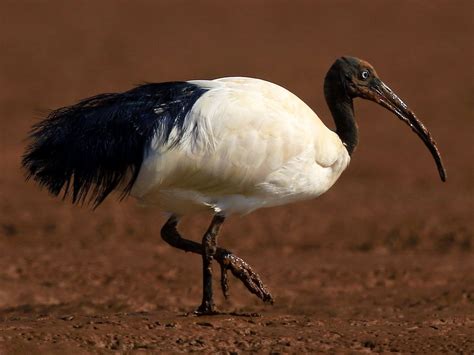 The Malagasy Sacred Ibis: A Revered Symbol of Madagascar's Rich Biodiversity