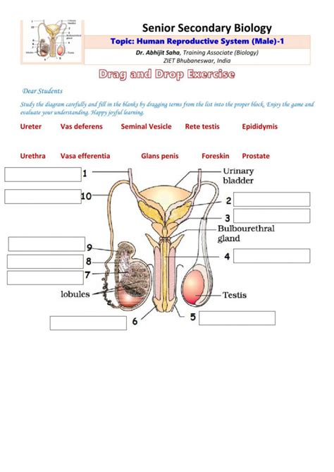 The Male Reproductive System Worksheet Answer Key Biology If8765 Doc