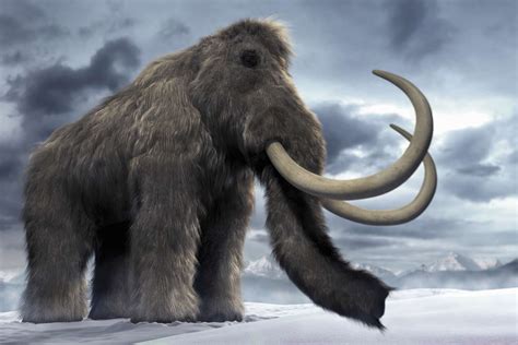 The Mammoth with a Heart of Gold